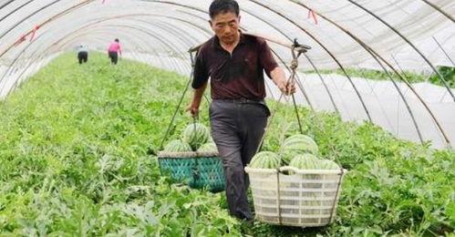 种西瓜视频,从播种到收获，视频教你轻松种出美味西瓜