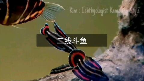 狗狗采猜视频,萌宠智慧大考验