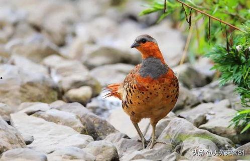 竹鸡视频,探寻自然之美，感受生态魅力