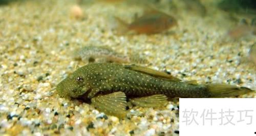 清道夫鱼繁殖视频,孵化、成长与繁衍奇观