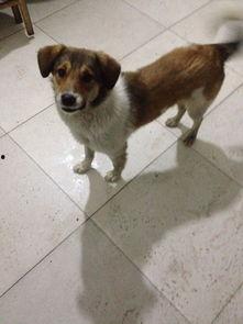 怎么教小狗谢谢视频,视频揭秘如何教会小狗说“谢谢”