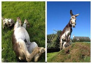 驴日女人视频,一场穿越时空的奇幻之旅