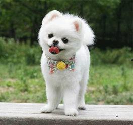 博美洗澡视频教程,轻松掌握宠物清洁技巧