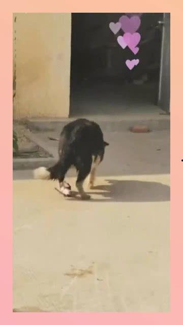 生小狗视频全过程视频,从出生到成长的温馨瞬间