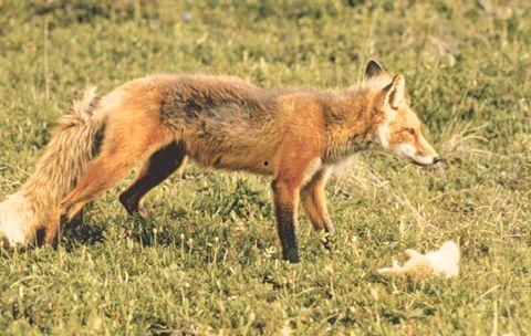 狐狸视频,揭秘动物世界的奇妙瞬间