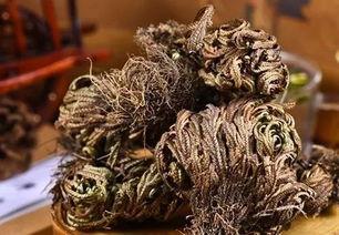 卷柏繁殖视频,视频带你领略植物生长的奇妙之旅