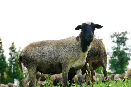 羊的视频,视频捕捉温馨牧场景象