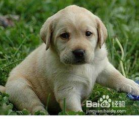 怎么制作狗粮视频教程,自制健康狗粮视频教程全解析