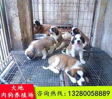 肉狗屠宰视频,揭秘屠宰过程与行业现状