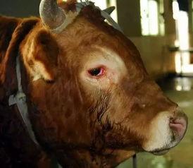 正式杀牛视频过程,传统屠宰技艺的传承与演变